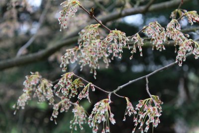 Ulmus laevis - jilm brvitý (vaz) - květenství